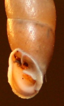 Clausiliidae da posatura Isonzo